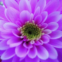 Buy canvas prints of Lilac Chrysanthemum by james richmond