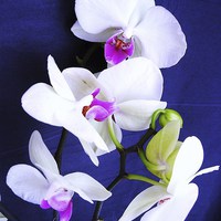 Buy canvas prints of White Orchid by james richmond