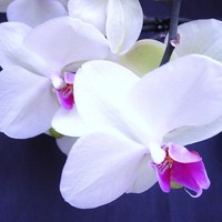 Buy canvas prints of White Orchid by james richmond