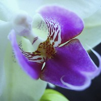 Buy canvas prints of Orchid by james richmond