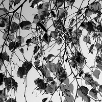 Buy canvas prints of Grey Leaves by james richmond