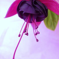 Buy canvas prints of Fuchsia Flower by james richmond