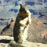 Buy canvas prints of Grand Canyon Squirrel by james richmond