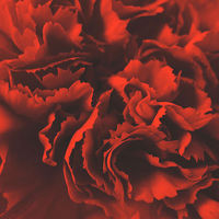 Buy canvas prints of Red Carnation by james richmond