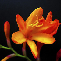 Buy canvas prints of Exotic Orange Flower by james richmond