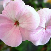 Buy canvas prints of Pink and white Geranium by james richmond