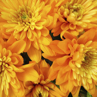 Buy canvas prints of Gold and Orange Chrysants by james richmond