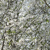 Buy canvas prints of Spring Blossom by james richmond