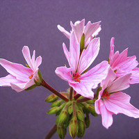 Buy canvas prints of Pink Pelargonium by james richmond