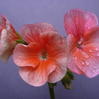 Buy canvas prints of Pink Geranium by james richmond