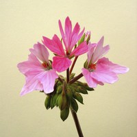 Buy canvas prints of Pink Pelargonium by james richmond
