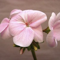 Buy canvas prints of Pink Geranium on Brown by james richmond