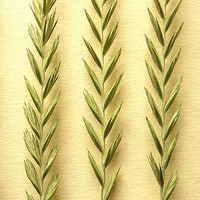 Buy canvas prints of Grass on Gold by james richmond