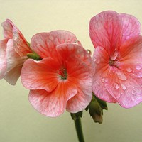 Buy canvas prints of Pink Geranium and Raindrops by james richmond