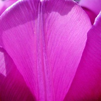 Buy canvas prints of  Purple Petals - Tulip by james richmond