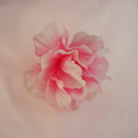 Buy canvas prints of  Cotton Carnation by james richmond