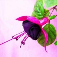 Buy canvas prints of  Fuchsia by james richmond