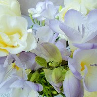 Buy canvas prints of  Freesias by james richmond