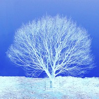 Buy canvas prints of  Tree in Winter by james richmond