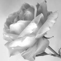 Buy canvas prints of  Tea Rose in monochrome by james richmond