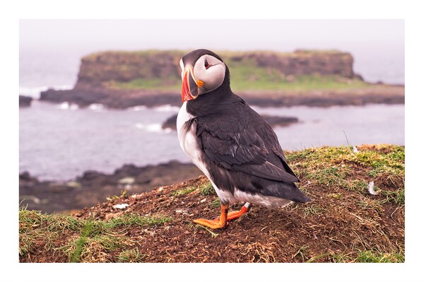 Puffin  Picture Board by jane dickie