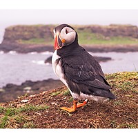 Buy canvas prints of Puffin  by jane dickie