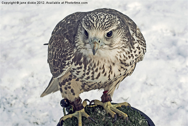 hawk in snow Picture Board by jane dickie