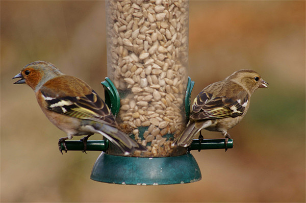 finches feeding Picture Board by jane dickie