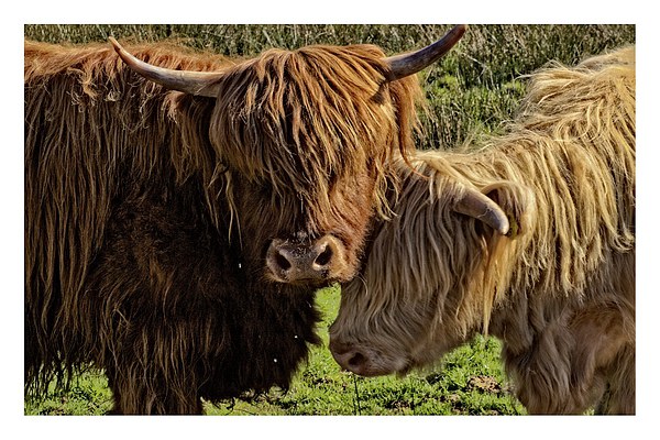 Highland cattle Arran Picture Board by jane dickie