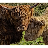 Buy canvas prints of Highland cattle Arran by jane dickie