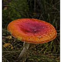 Buy canvas prints of  Fly Agaric mushroom by jane dickie