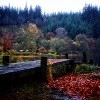 Buy canvas prints of Loch Ard autumn leaves by jane dickie