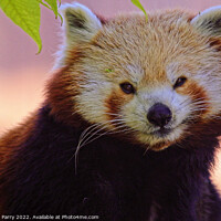 Buy canvas prints of Enchanting Red Panda Portrait by Graham Parry