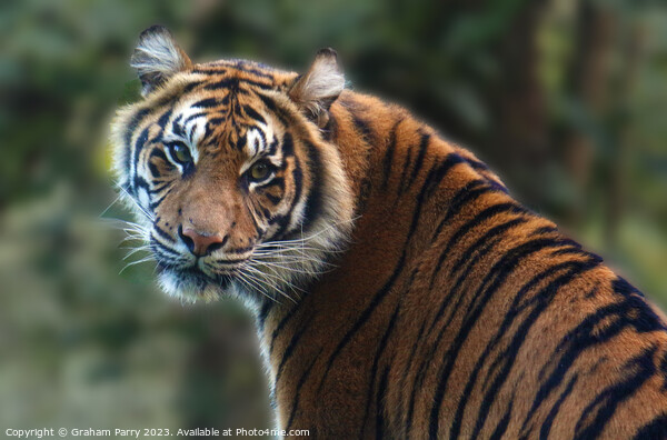 Eye Contact with a Sumatran Tiger Picture Board by Graham Parry