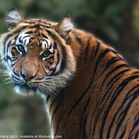Buy canvas prints of Eye Contact with a Sumatran Tiger by Graham Parry