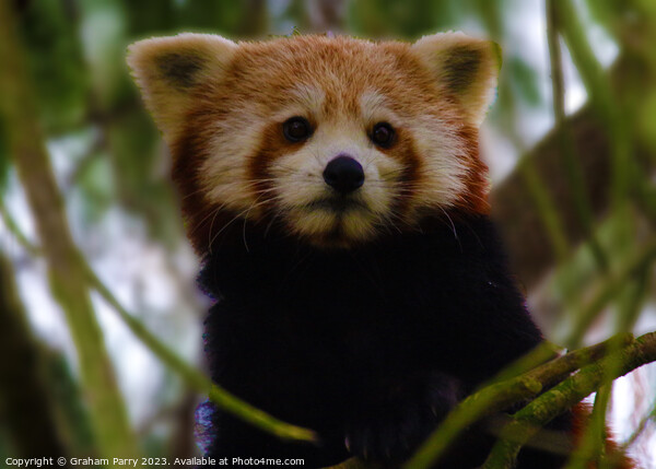 Poised Red Panda: Arboreal Wonder Picture Board by Graham Parry