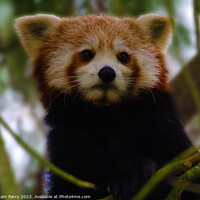 Buy canvas prints of Poised Red Panda: Arboreal Wonder by Graham Parry