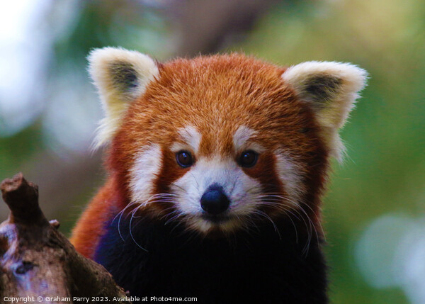 Red Panda's Intimate Foraging Display Picture Board by Graham Parry