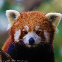 Buy canvas prints of Red Panda's Intimate Foraging Display by Graham Parry
