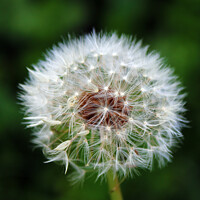 Buy canvas prints of Dandelion's Whispering Seed Heads by Graham Parry