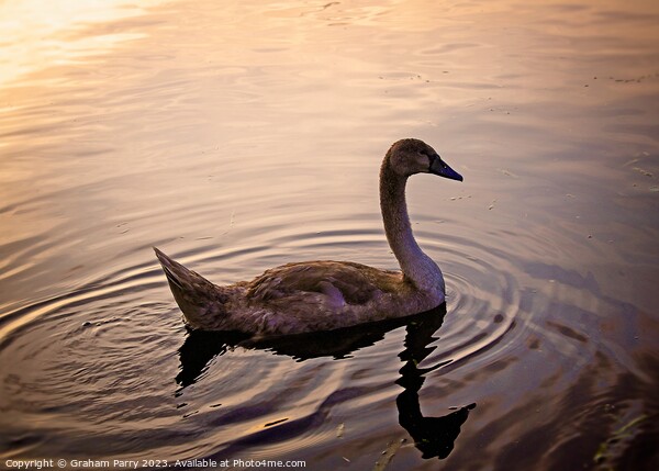 Serenity Embodied: Swan's Lake Soiree Picture Board by Graham Parry