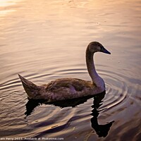 Buy canvas prints of Serenity Embodied: Swan's Lake Soiree by Graham Parry