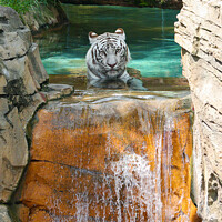 Buy canvas prints of Icy Cascade's Solitary Tiger by Graham Parry