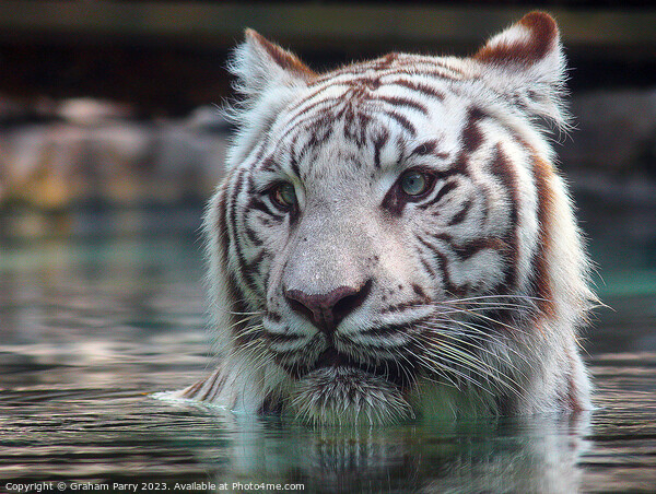 Sublime White Bengal Tiger's Aquatic Dance Picture Board by Graham Parry