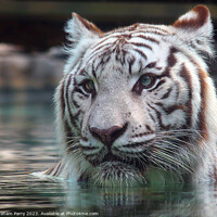 Buy canvas prints of Sublime White Bengal Tiger's Aquatic Dance by Graham Parry