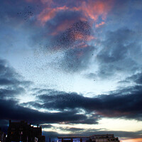 Buy canvas prints of Starling Spectacle Over Aberystwyth Pier by Graham Parry