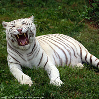 Buy canvas prints of Enthralling White Bengal Repose by Graham Parry