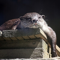 Buy canvas prints of Sunshine Serenade: Eurasian Otter Repose by Graham Parry