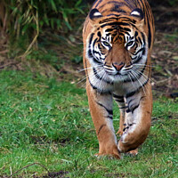 Buy canvas prints of Storking Tiger by Graham Parry