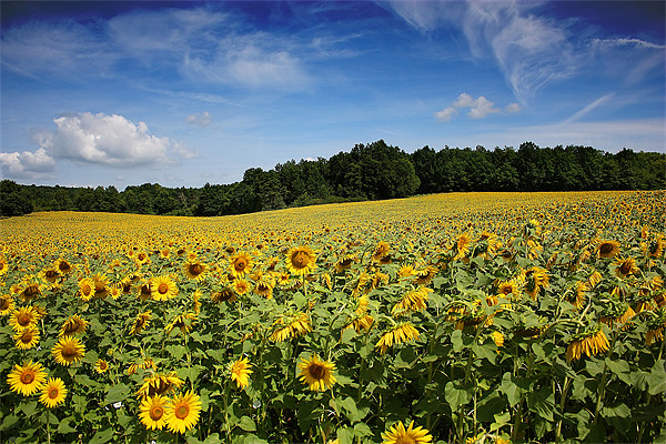 Golden Sunflower Splendour Picture Board by Graham Parry